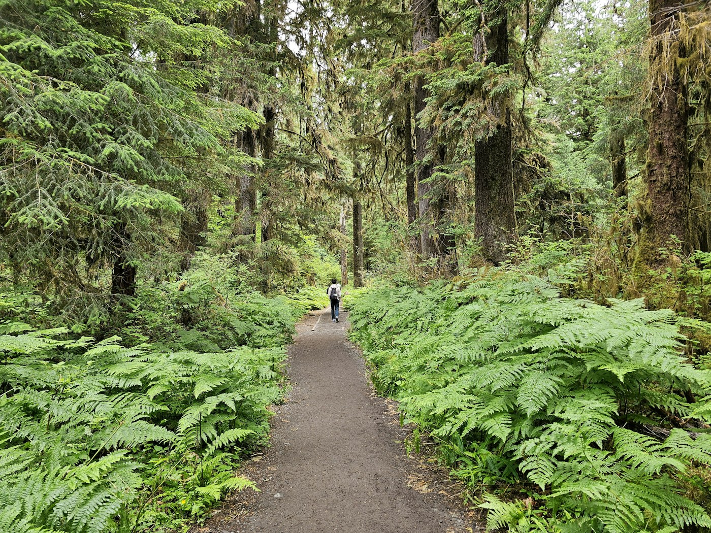 A hiker walking along a green forest trail beneath tall trees