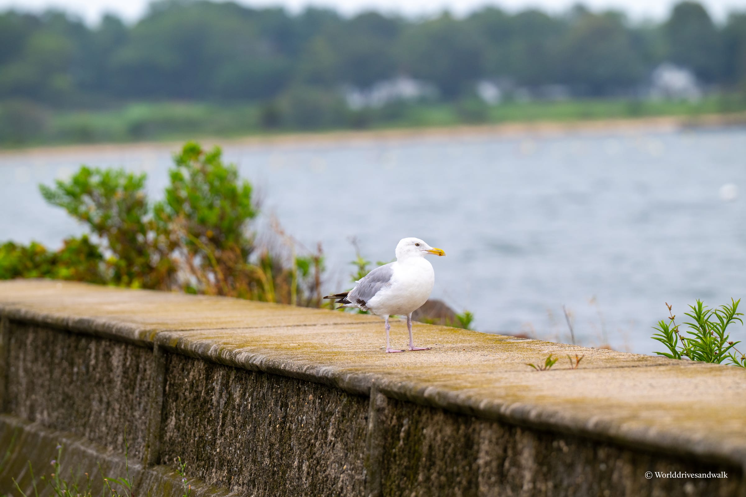 A white and gray American Herring Gull stands on a weathered wooden pier with a yellow beak. The water and tree-lined shore are visible in the soft-focused background.
