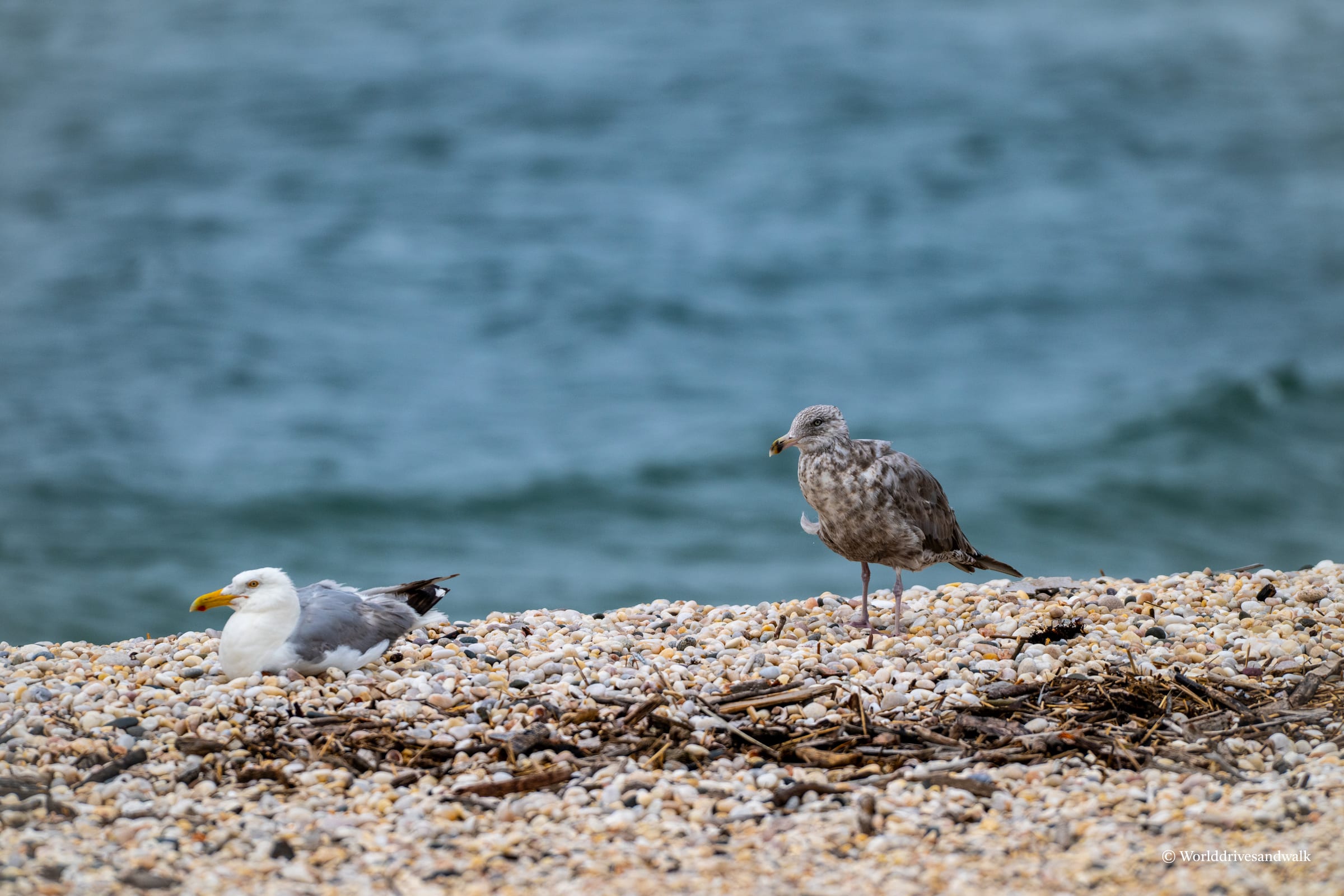 A young gull with mottled brown and white plumage stands on pebbles next to an adult American Herring Gull with white and gray plumage. Both birds face the blue-green water behind them.