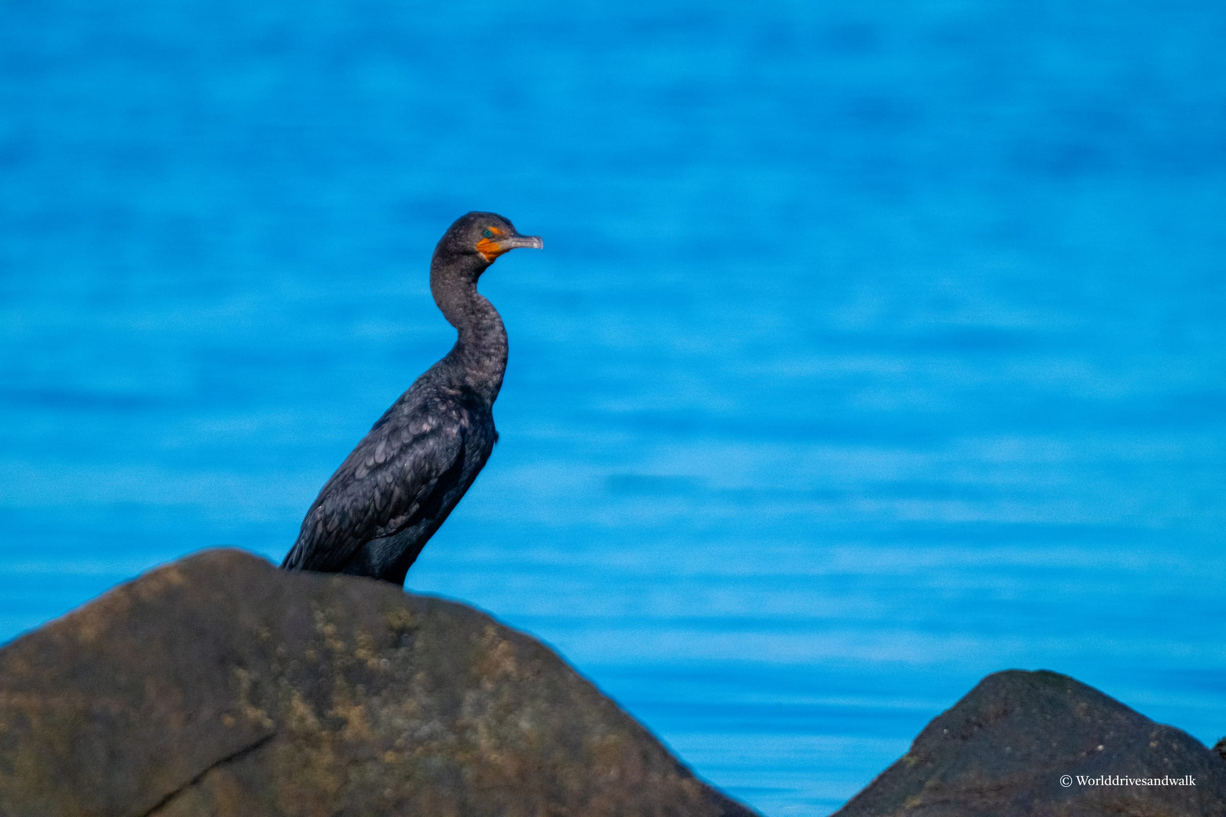 A dark-feathered Double-Crested Cormorant stands upright on a large weathered boulder overlooking bright blue water at DuBois Beach, Stonington, Connecticut.
