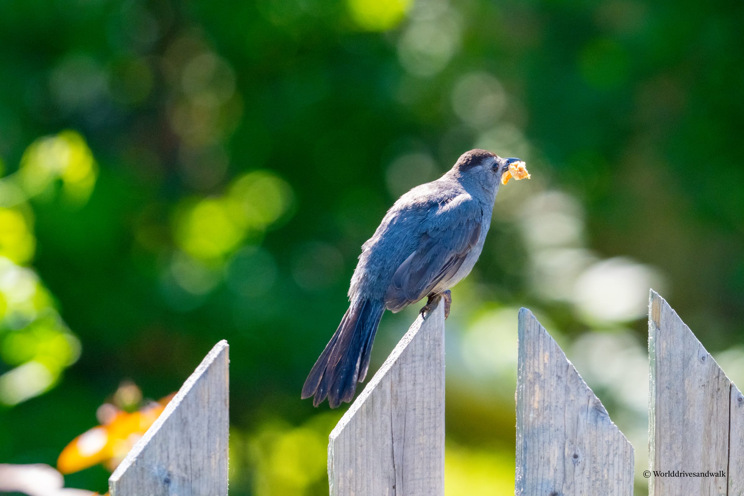 A gray catbird perched on a weathered wooden fence post, holding yellow food in its beak, with soft green foliage blurred in the background.