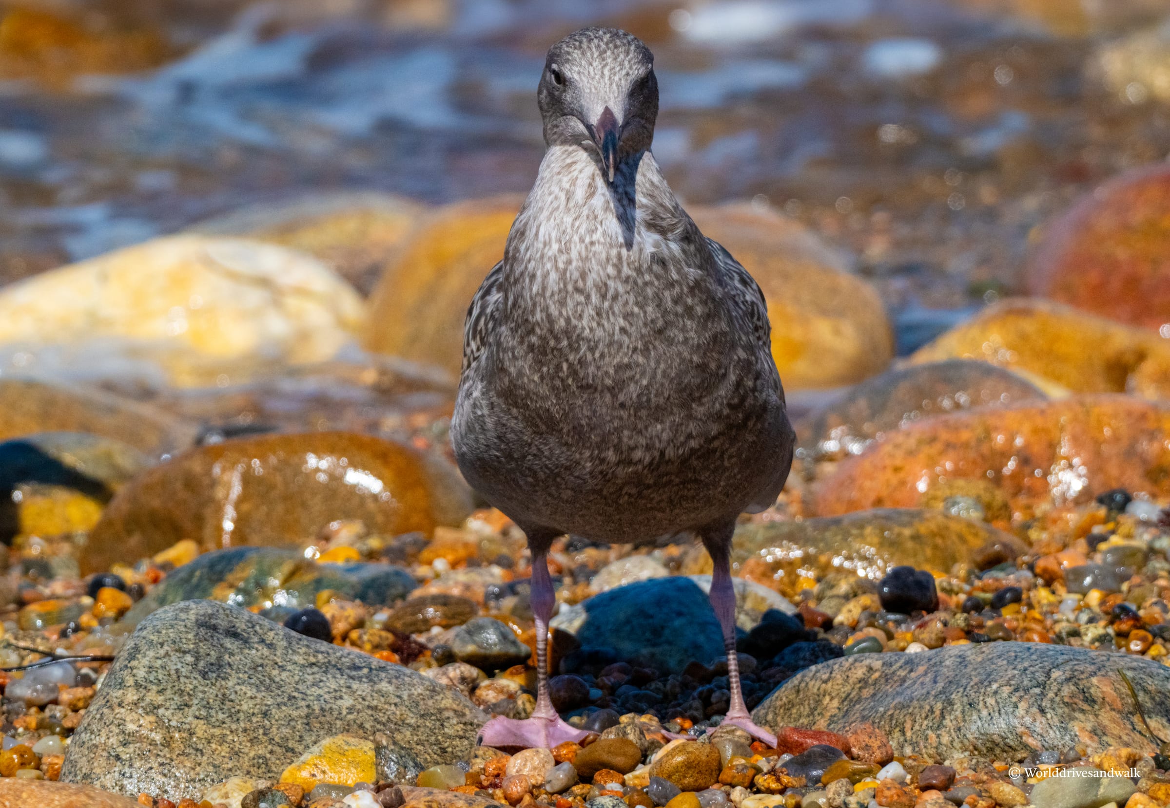 A juvenile American herring gull stands on colorful pebbles and rocks at the water's edge, facing the camera with its head held upright.