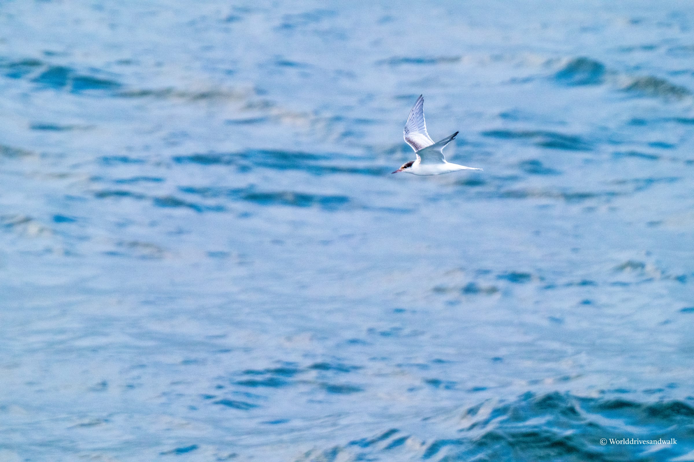 A white seabird with gray wings glides above the blue ocean, with waves beneath.