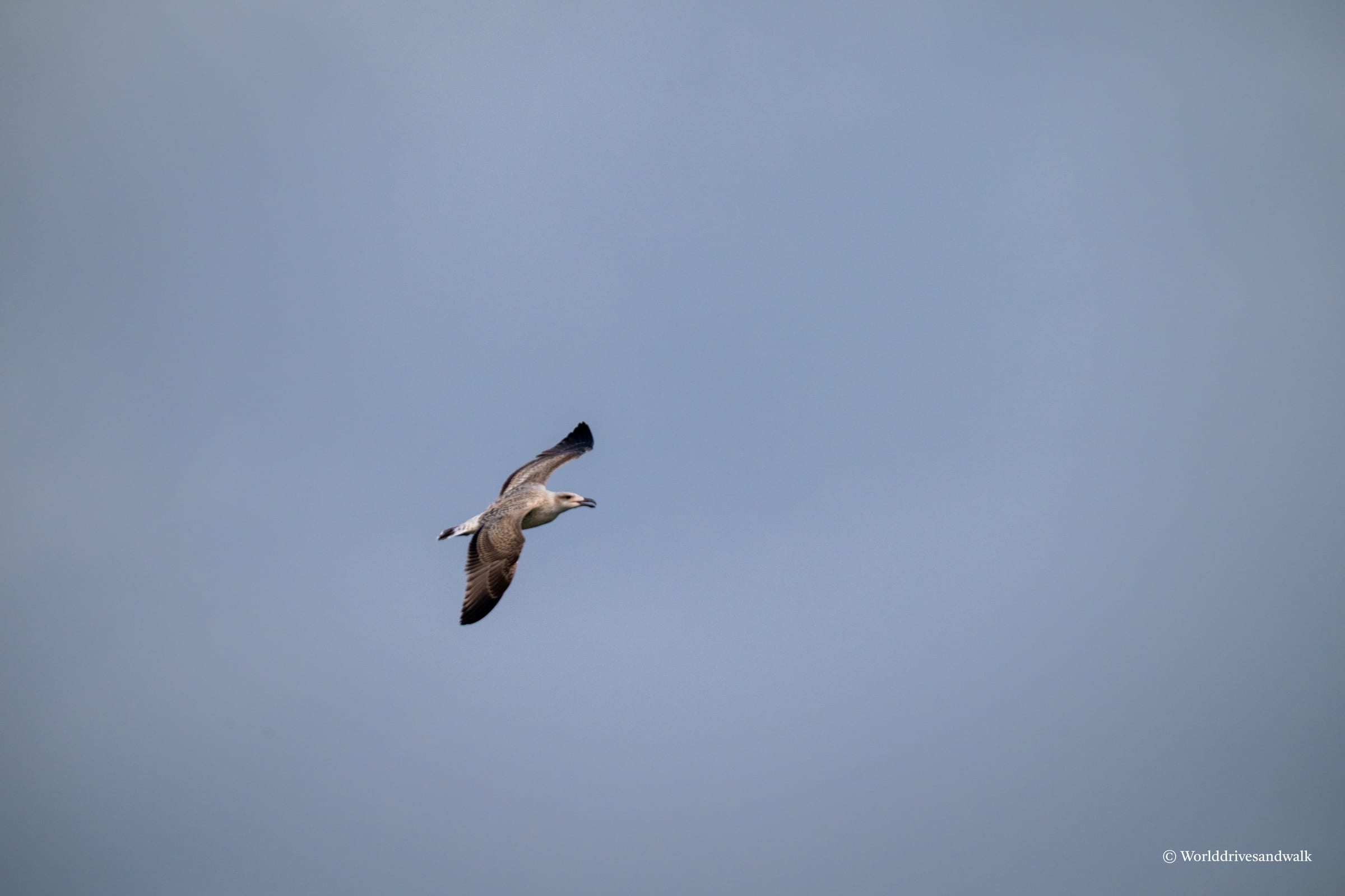 A seagull with gray wings and a white body glides through a clear blue sky, its head turned to the right.