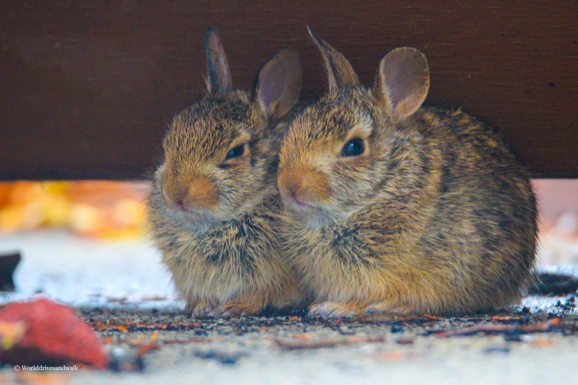 Two rabbits with brown fur and white patches on their faces sitting under a wooden structure