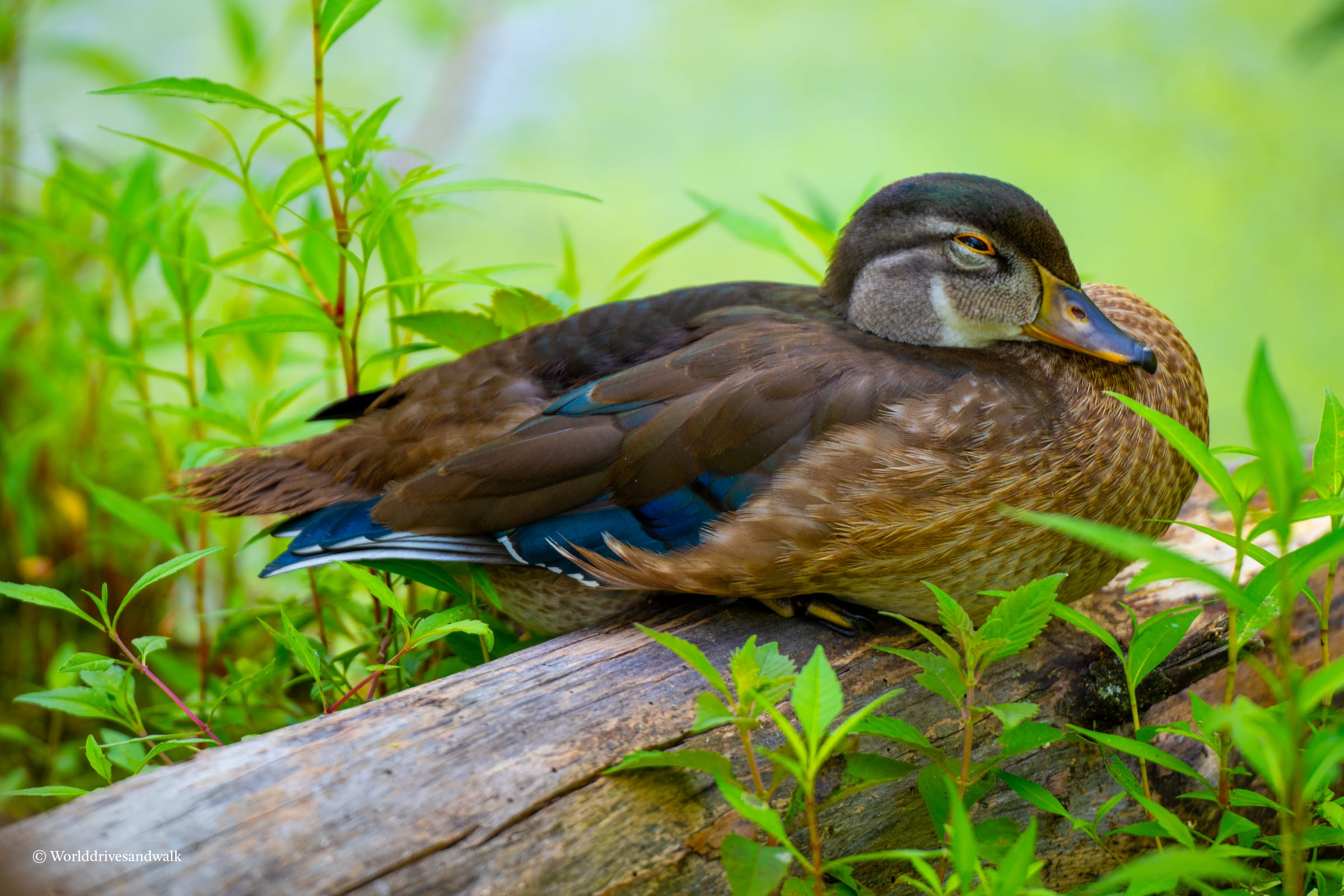 A brown duck with blue accents rests on a log in a lush green setting
